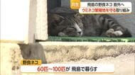 ウミネコを守れ！　飛島でネコ捕獲＆移住大作戦・ネコ25匹捕獲　山形・酒田市