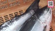 重さ6キロの大物も続々！北海道東部の沖合で”トキシラズ”漁＿昨年よりもいい！水揚げは好調「焼いて食べるとうまいよ！」漁は8月まで〈北海道 根室市〉