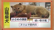 かわいすぎる「山陰柴犬」90匹に激減 絶滅の危機 「奇跡の一枚」で復活の兆し