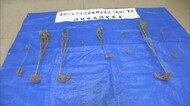 パイナップル生産量日本一の村で大麻を栽培した男を逮捕