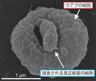 発見!アメーバみたいに動いて生物を捕食する“新種の細菌”…未来の医療を変える可能性も?