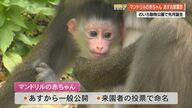 【高知】マンドリルの赤ちゃん「かわいくてびっくり」のいち動物公園　すくすく成長中