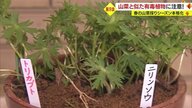 採らない・食べない・人にあげない…山菜に似た有毒植物の誤食による食中毒に注意【山形発】