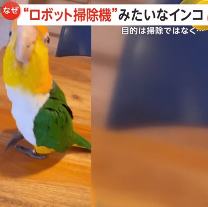 「掃除ロボットやん！」インコがスイーッと床に頭を滑らせ…ほこりまみれで隅までピカピカに？　ただドアの向こうに行きたくて