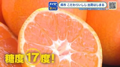 ぶどう並みの甘さのものも…「石地ミカン」の高級ブランド『こだわりいしじ』出荷始まる　呉市・倉橋島
