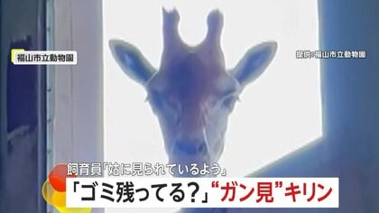 しゅうとめに見られているよう」掃除を“ガン見”するキリン…じーっと監視「ゴミ