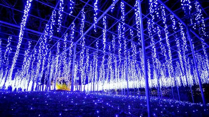 大藤”満開”  春に休園で見せられなかった姿は今  あしかがフラワーパーク【動画】