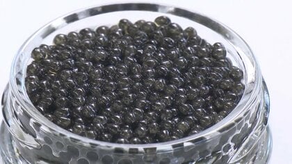 宮崎県が「一流のキャビア産地」に…9年の歳月かけ“オシェトラキャビア”の量産化に成功