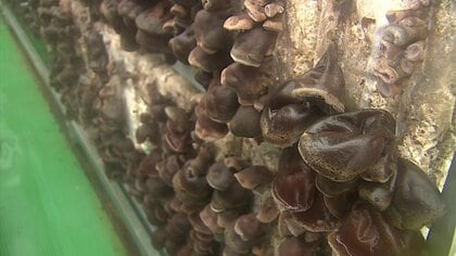 肉厚プリプリ…温泉育ち”のキクラゲ　冬でも栽培可能に　課題は販路拡大 【鳥取発】