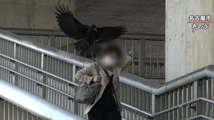 【衝撃映像】カラスが人を襲撃 繁殖期で凶暴に…逃げても執拗に攻撃を繰り返す　対処法は？橋下徹弁護士｢大阪市長時代に僕も壁にぶつかった｣