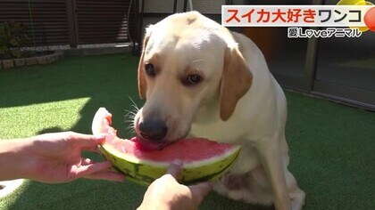 “スイカは皮ごと”が流儀　ラブラドールレトリバー「ツナ」くんの暑さ対策　子供たちと毎日遊んで元気に成長