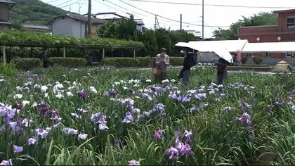 【速報】坂出市の「かわつ花菖蒲園」閉園へ…物価高など影響　３０年以上親しまれたショウブの名所【香川】