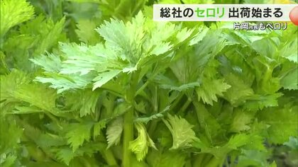 みずみずしさに「今年は最高の出来」と市長も太鼓判　総社市山手地区の特産品「セロリ」初出荷【岡山】