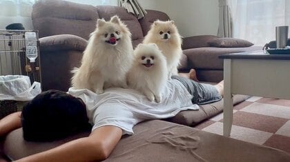 ダウン中のパパに笑顔でトドメ？容赦なく背中に乗る“3姉妹”犬が可愛い…パパは無事だったのか状況を聞いた
