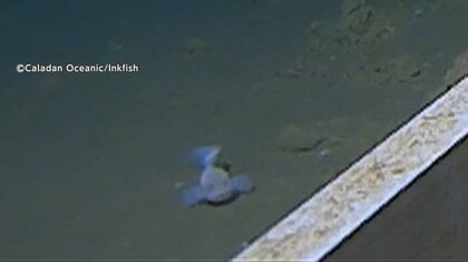 【ギネス記録】世界で“最も深い場所”　水深8336mで「スネイルフィッシュ」撮影成功