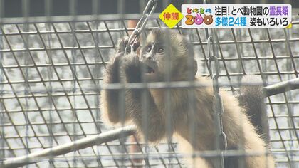 人間も仲間…獣医さんに聞く「霊長類」特徴　目が“顔の真ん前”　とても大きい“脳みそ入る部分”【愛媛発】