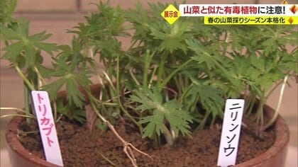 採らない・食べない・人にあげない…山菜に似た有毒植物の誤食による食中毒に注意【山形発】