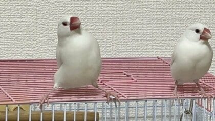 「俺を見ろ」好きな“女の子”の隣で胸を張ってアピール！片想い中の文鳥が切ない…実は三角関係？普段の様子を聞いた