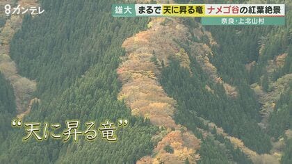 まるで「天に昇る竜」　奈良・ナメゴ谷で紅葉の絶景　　遠方から訪れる人も　【奈良発】