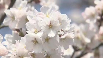 春の風物詩「ふくい桜まつり」来年3月27日から4月11日に開催　ライトアップや地酒イベント、物産展など多彩に