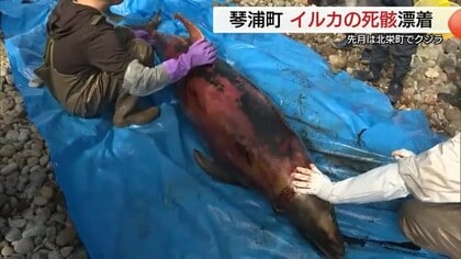 海岸に漂着「イルカ」の死骸　鳥取県が解体作業「骨格標本」に活用へ　2月のクジラ漂着との関連不明