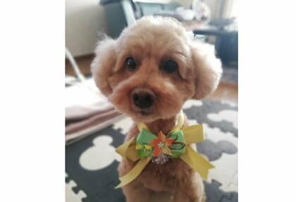 「デコピン」は日本にもいた！大谷翔平選手の会見で話題　飼い主“同じ名前のワンちゃんいてビックリ”11歳のトイプードル