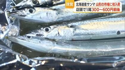 秋の味覚「サンマ」北海道から入荷　脂乗り良くサイズも大きい・今後の入荷量少ない見込み（前年比）　山形