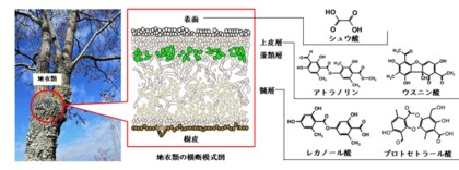 国立科学博物館 地衣類が放射性セシウムを保持する謎に迫る 計算化学 環境放射能 分類学 三研究分野の横断的連携により 地衣類代謝物の放射性 セシウム錯体形成力が明らかに