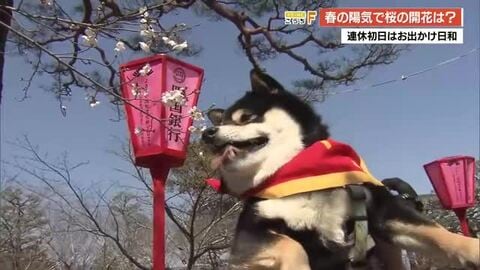 連休初日はぽかぽか陽気　”全国トップの開花発表”高知城の桜は…花見客は「かんぱーい」