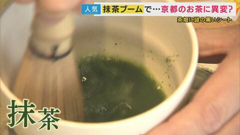 15分で売り切れ…「抹茶ブーム」の余波で京都の茶畑に異変！生産減った「煎茶」も値上がり