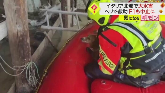 助け出した犬を優しくなでる救助隊員