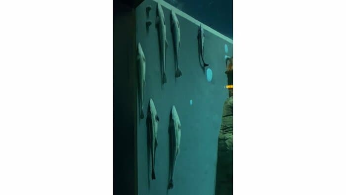 水の流れが緩やかでくっつきやすい壁(提供:大阪 海遊館)