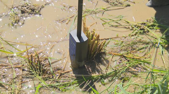 土壌の塩分濃度も問題なし