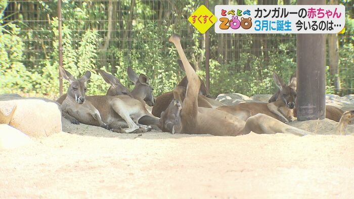 あまりの暑さにカンガルーたちもお疲れ?