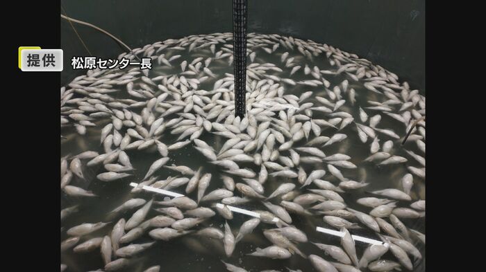 能登半島地震で養殖フグは全滅