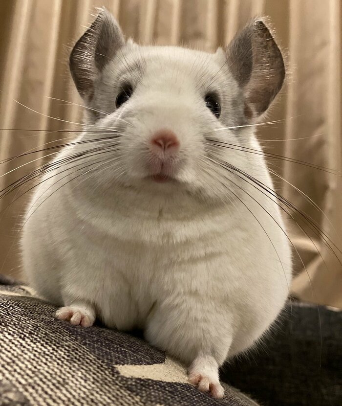 素速い動きで驚かせたしらこくん