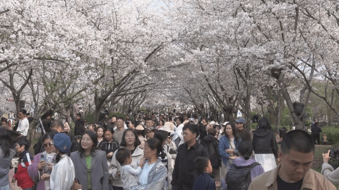 桜のトンネルの下、笑顔で花見を楽しむ人々。平日にもかかわらず多くの観光客が訪れていた。（撮影：工藤雄矢）