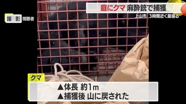 捕獲されたクマは体長1メートル。その後、山に戻された