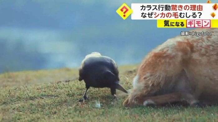 お尻に戻した!