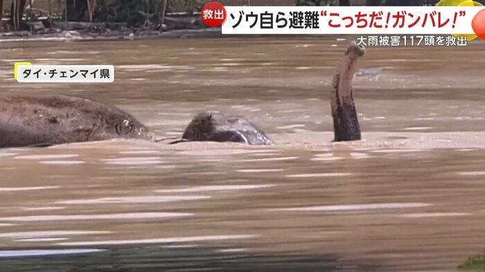 泥水から鼻を出して必死に逃げるゾウ