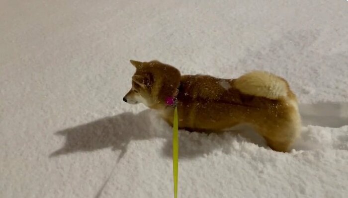積もっている雪は食べないの?