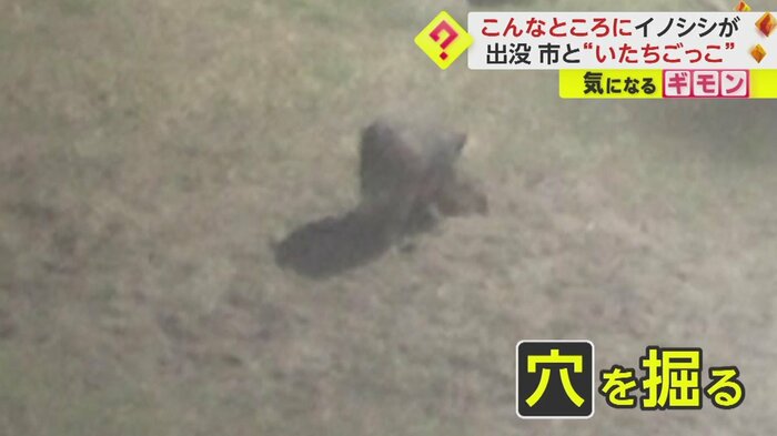 穴を掘るイノシシ
