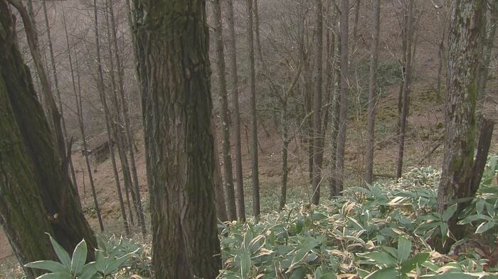 長野県長和町の山林