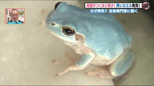 《激レア生物発見!》幸運の使者か!?理容店に現れたカエル 【福島発】