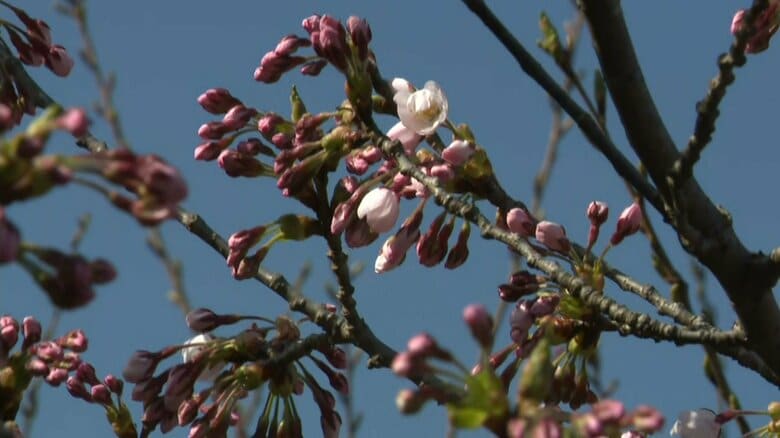 【桜前線が北海道に上陸】松前町で開花宣言！観測史上2番目の早さ_ソメイヨシノの標準木で5輪以上の開花_4月上旬は平均気温が9.3℃と統計開始以来最も高い記録を更新｜FNNプライムオンライン