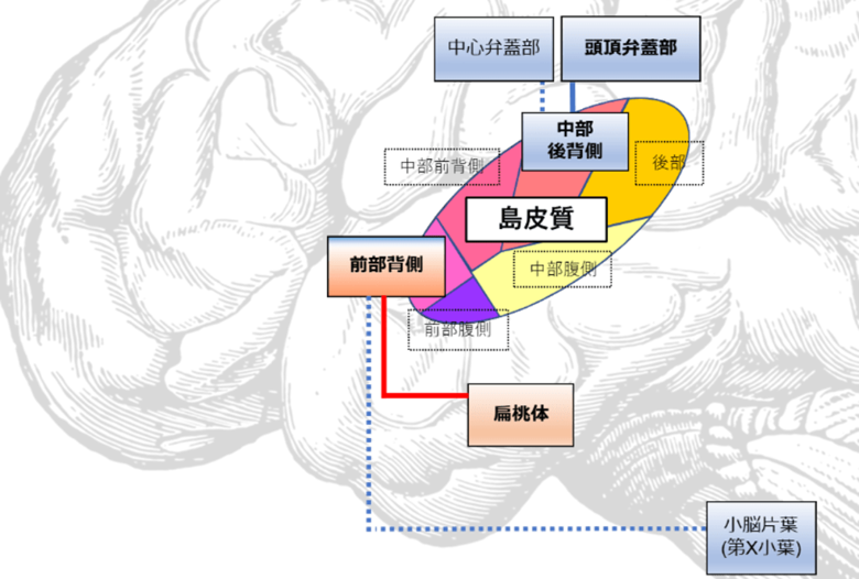 神経性やせ症患者の「島皮質」における脳機能異常を解明―食事制限をやめられない背景に味覚処理異常の可能性―