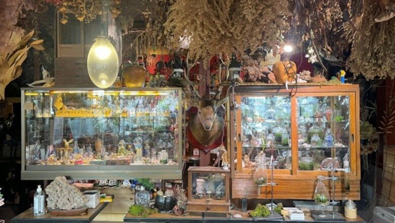 店内を覆う植物に鹿の剥製…“秘密基地”感に溢れた京都のカフェがカッコいい｜FNNプライムオンライン