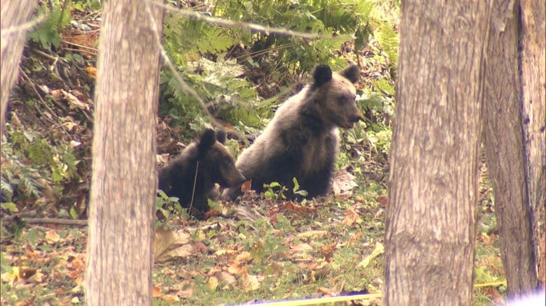 “眠らぬクマ”増加の恐れ　専門家「家の周りの草刈りや果物は早めの収穫を」　昨冬の秋田では年末年始に前年の13倍の目撃情報｜FNNプライムオンライン