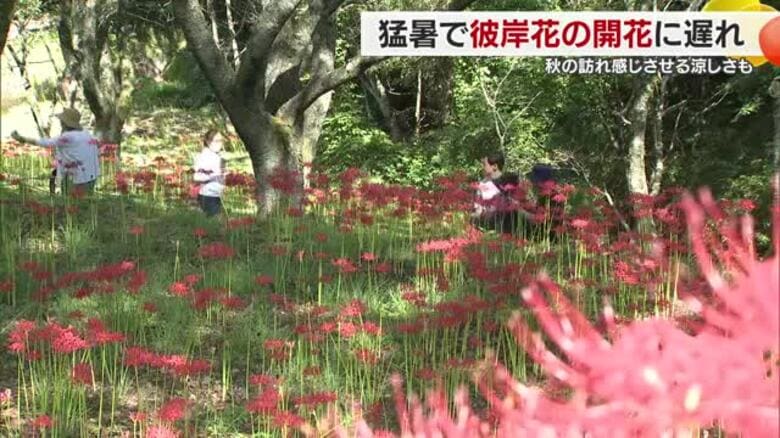 「咲き始めはすごく新鮮」松山・窪野町に赤く艶やかに揺れるヒガンバナ　ようやく秋感じる気温に【愛媛】｜FNNプライムオンライン