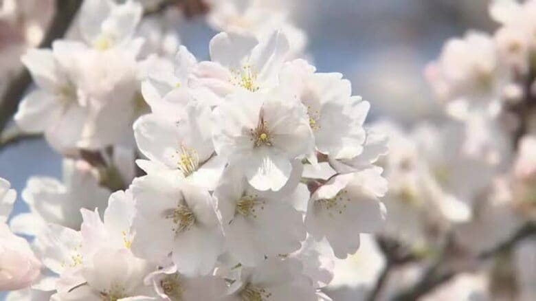 福井でソメイヨシノが「満開」　3月29日の開花から2日で…最速タイ　福井地方気象台が発表｜FNNプライムオンライン